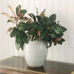 Fall Decor Magnolia Leaves in Vase