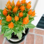 Bright Orange Fall Flowers