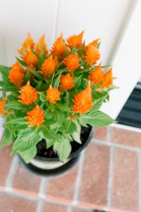 Bright Orange Fall Flowers
