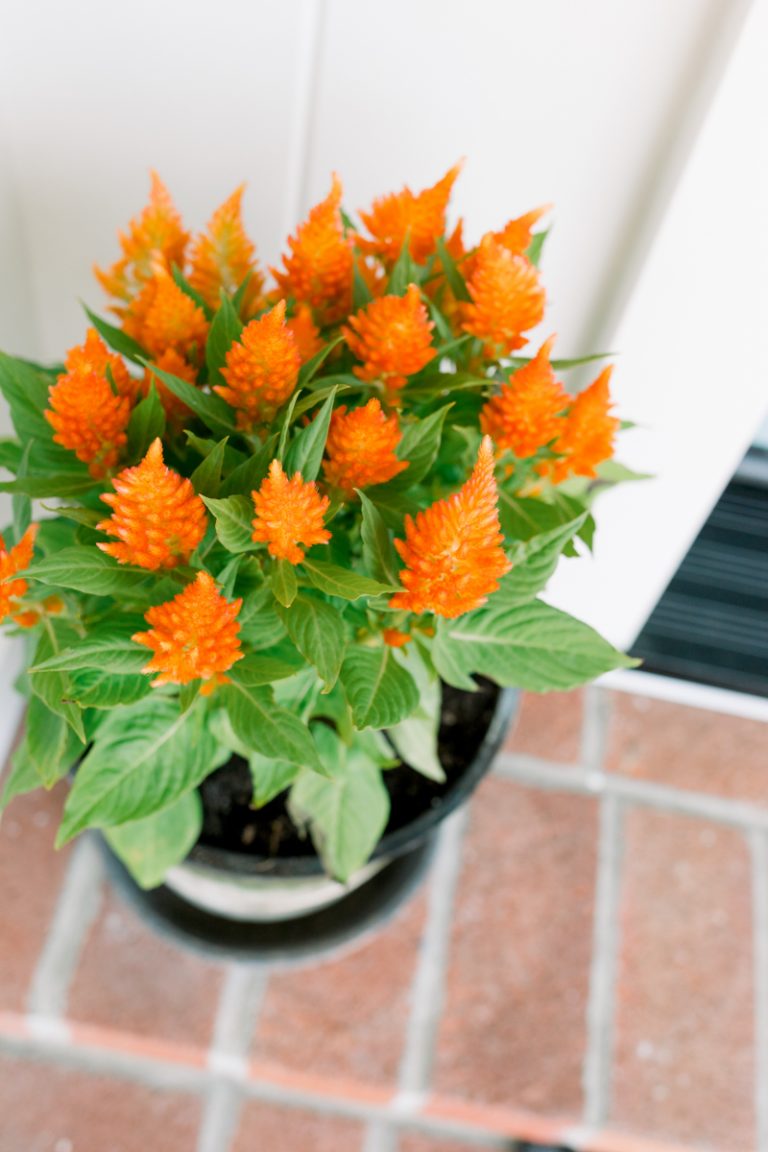 Bright Orange Fall Flowers
