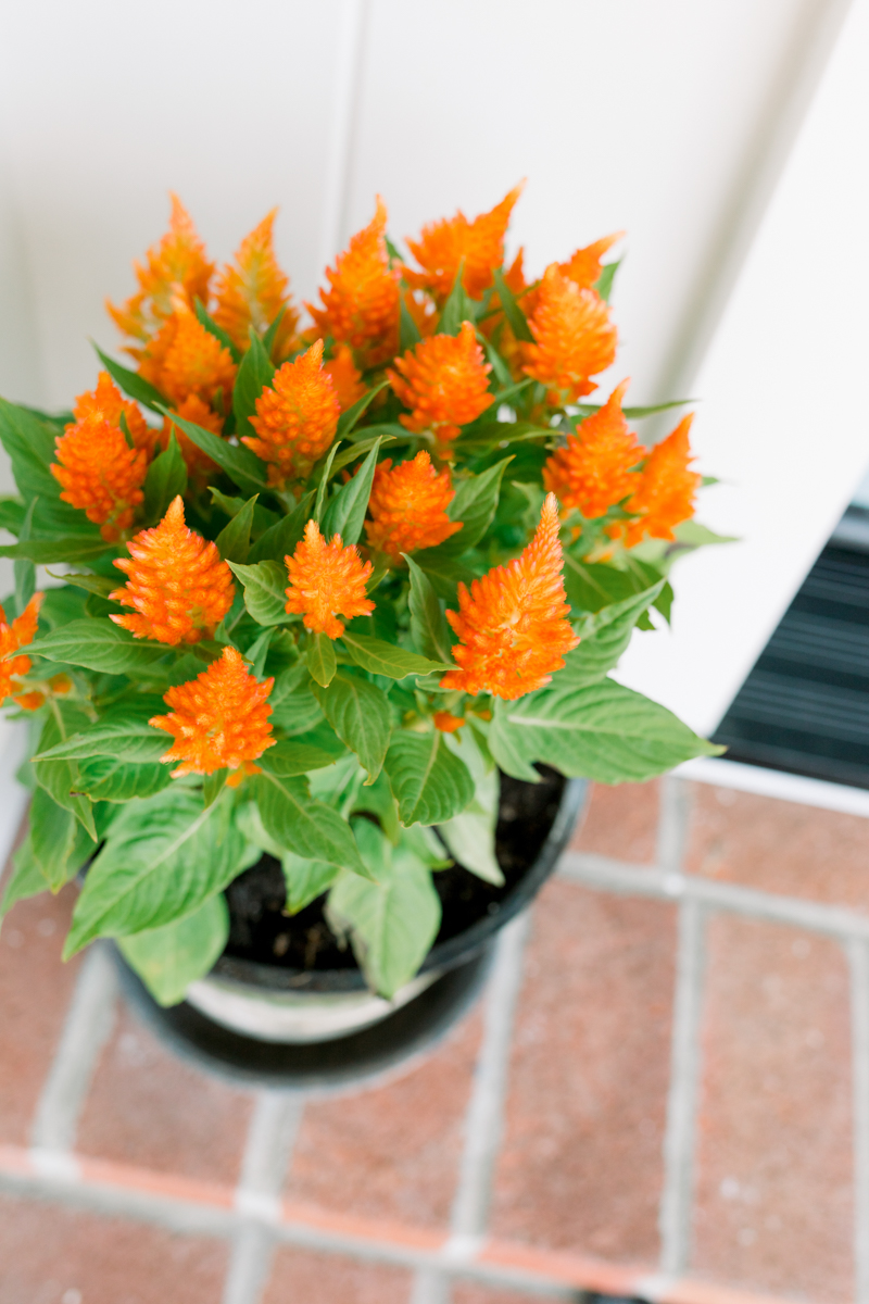 Bright Orange Fall Flowers