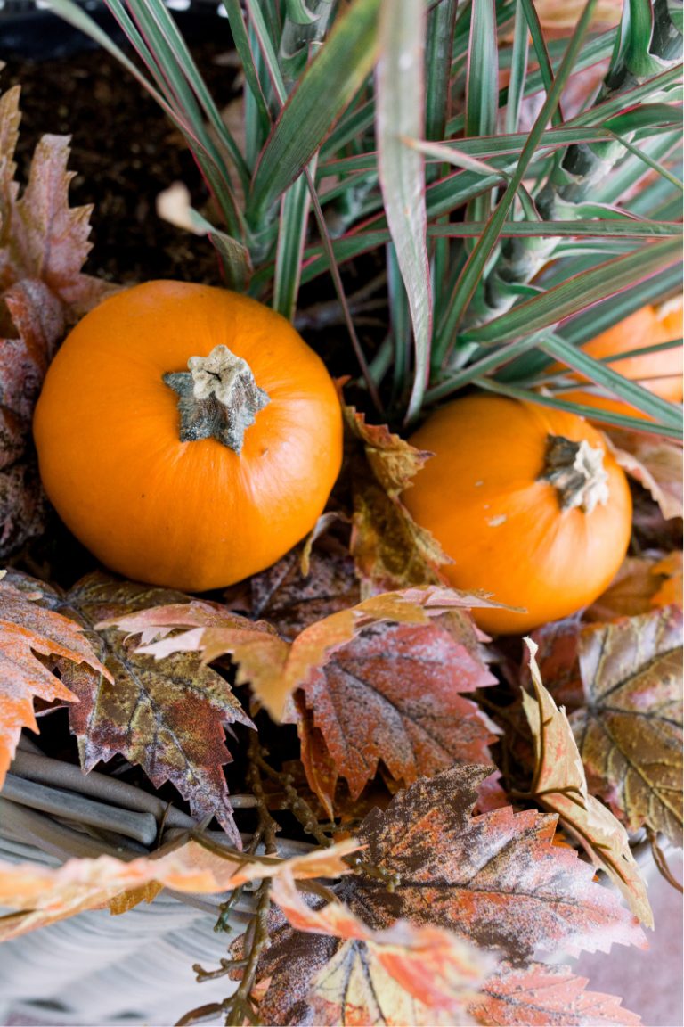 Pumpkins in Planter
