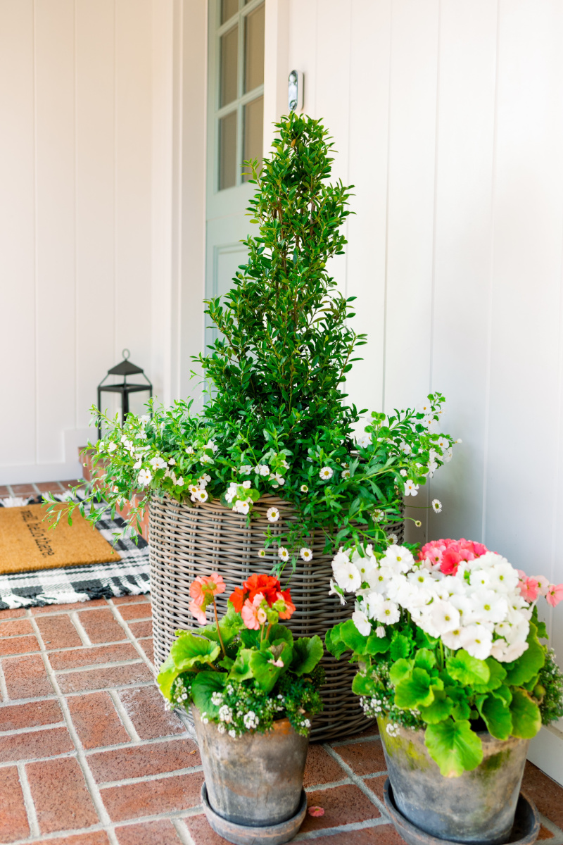 Topiary and begonias
