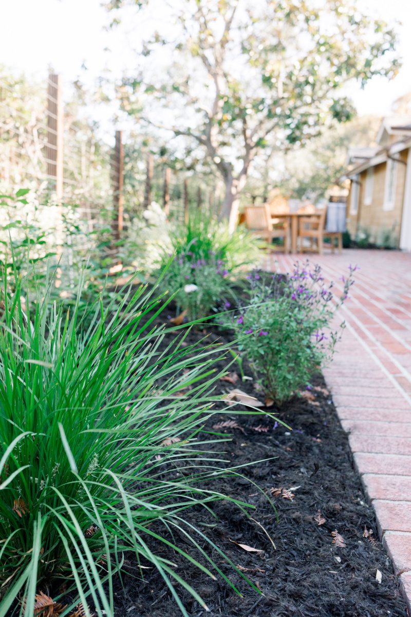 Newly planted garden border