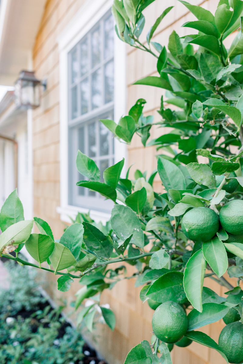 Lime Tree and Shingled House