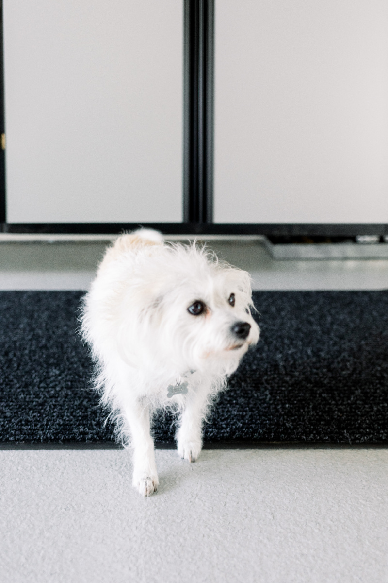 Pippa wonders what the heck is going on in here?!