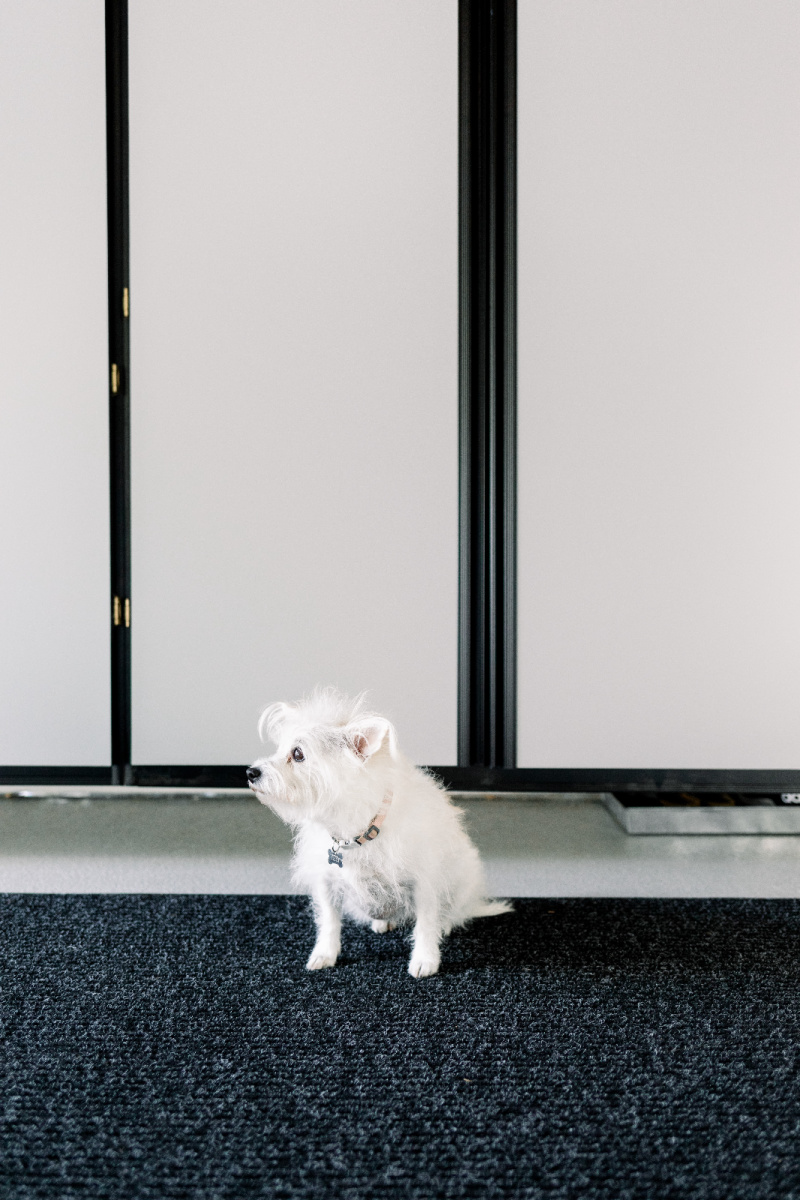 Dog in garage