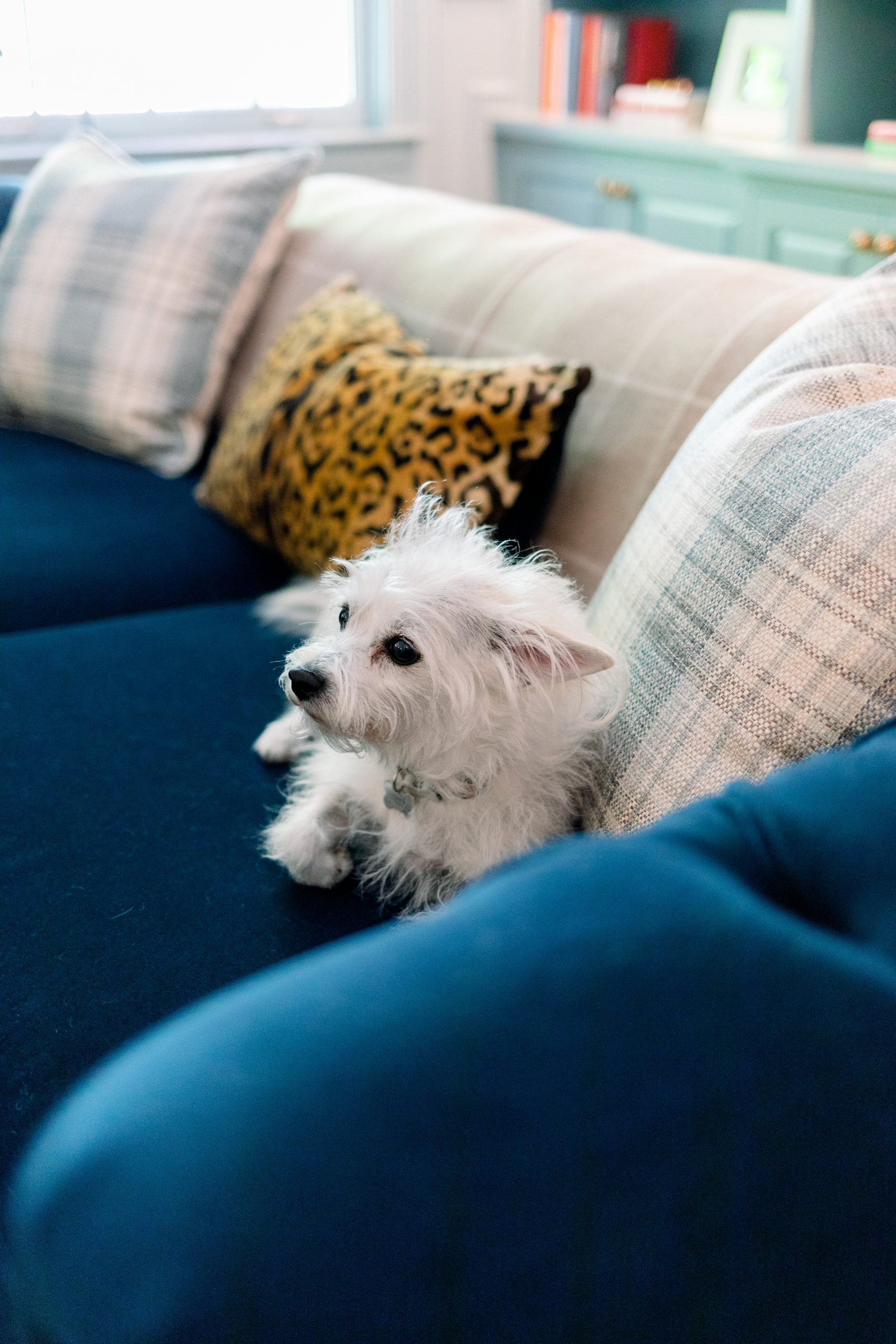 Little dog on blue velvet sofa