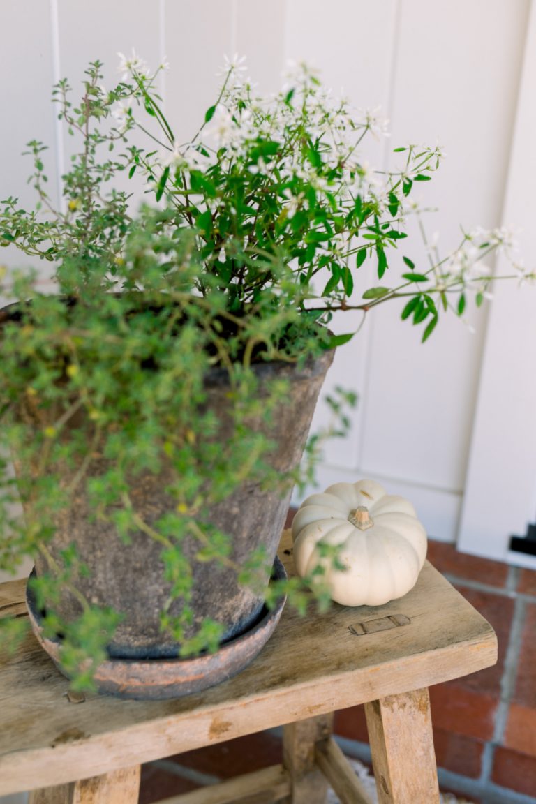 Herb pot and mini pumpkin