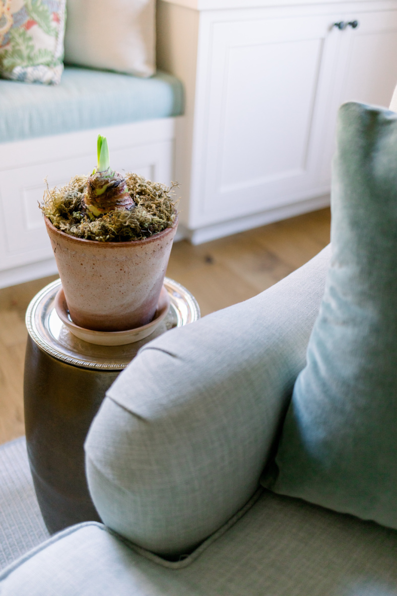 Amaryllis blue in pot
