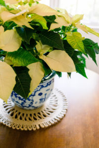 White poinsettia in blue and white pot