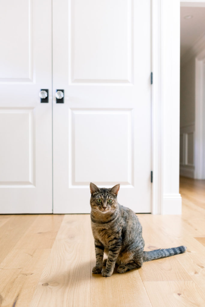 Cat sitting in front of laundry closet