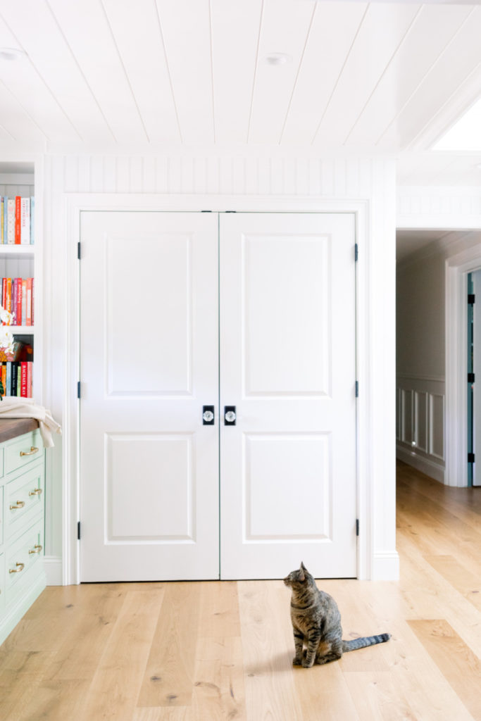 Cat sitting in kitchen