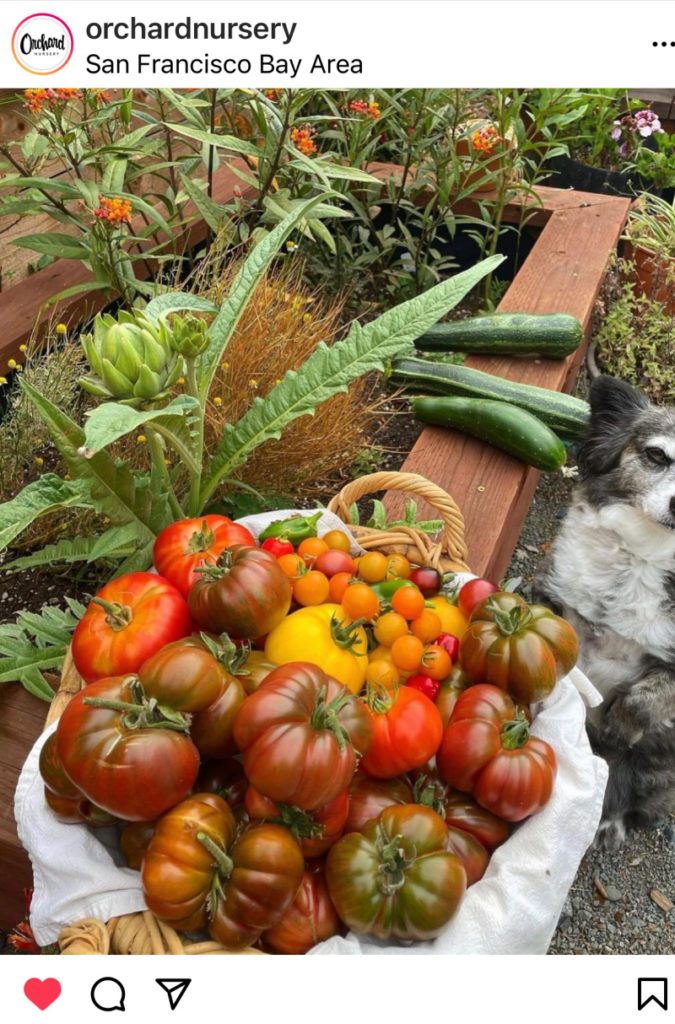 Orchard Nursery Instagram Photo