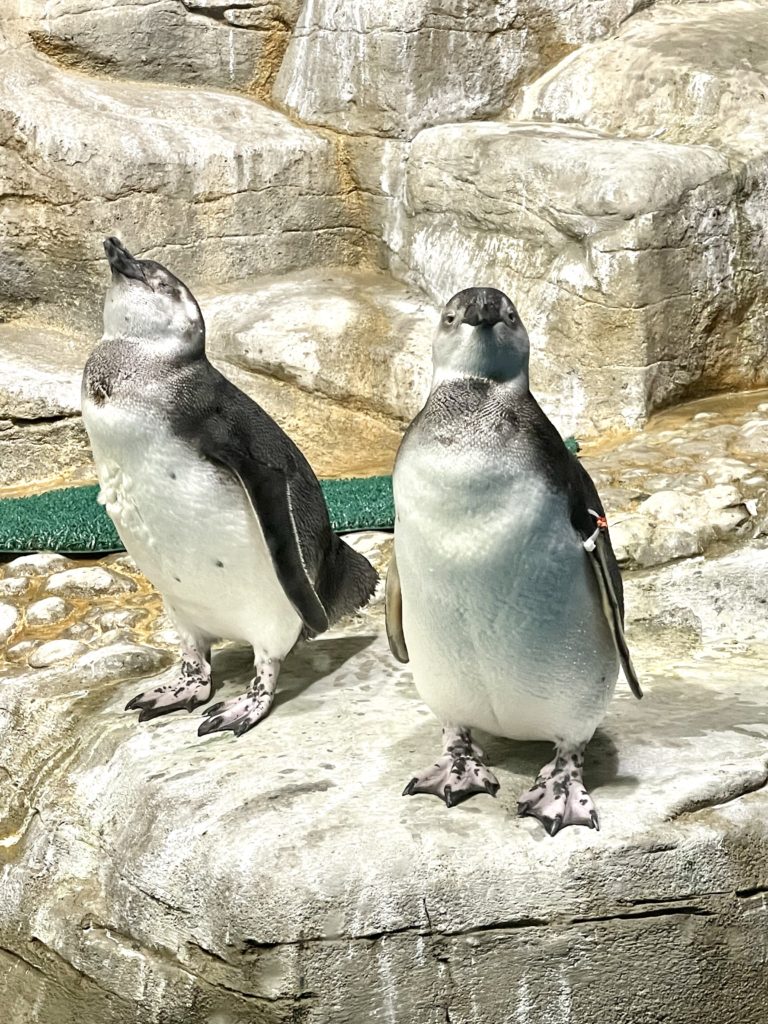 Shedd Aquarium Penguins