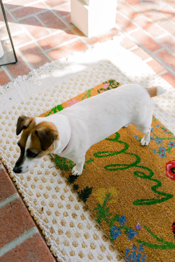 Dog on doormat