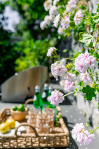 Geraniums hanging over counter
