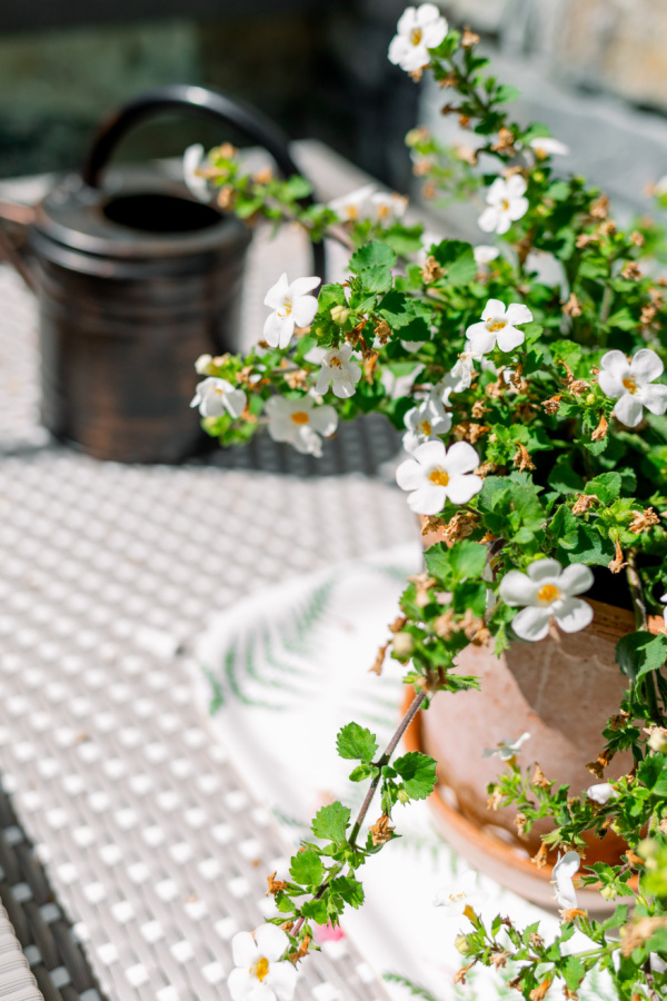 Potted flowers and watering can