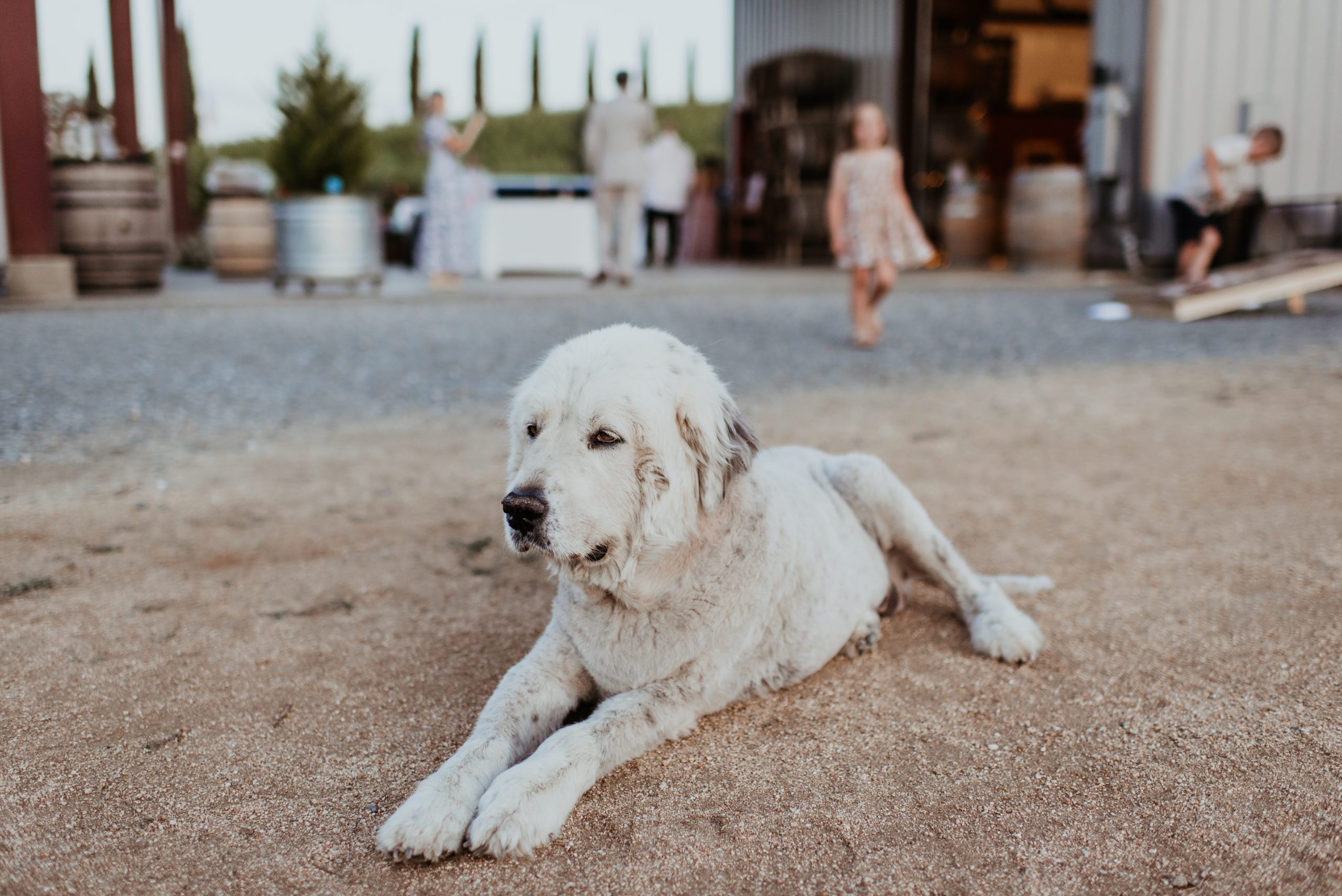 Winery Dog Pearl