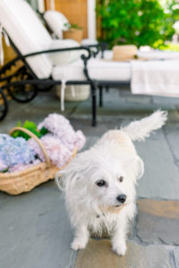 Dog on patio next to hydrangeas