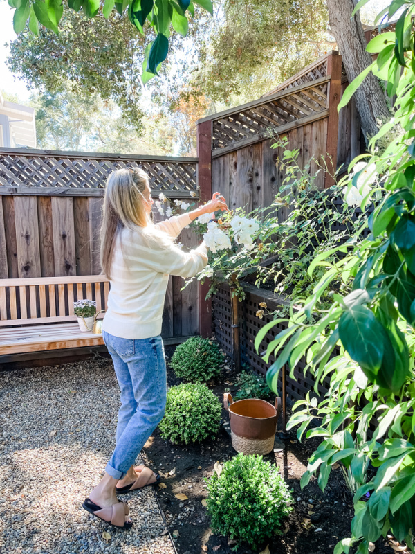 Woman pruning roses in garden.