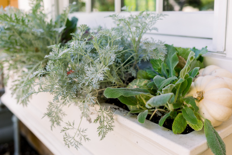 window box planted for fall and decorated with pumpkins.