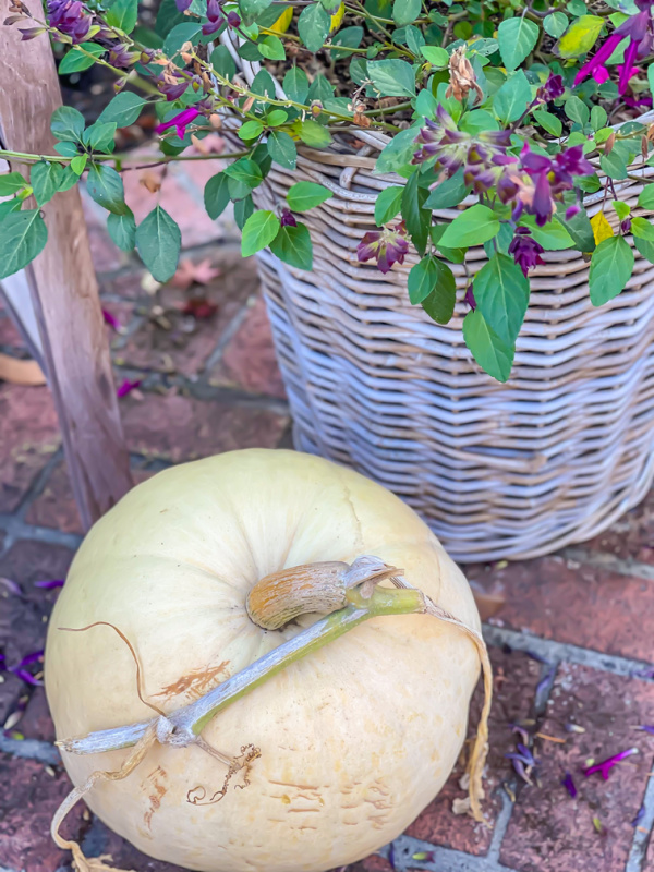 white pumpkin next to planter basket sitting on brick patio.