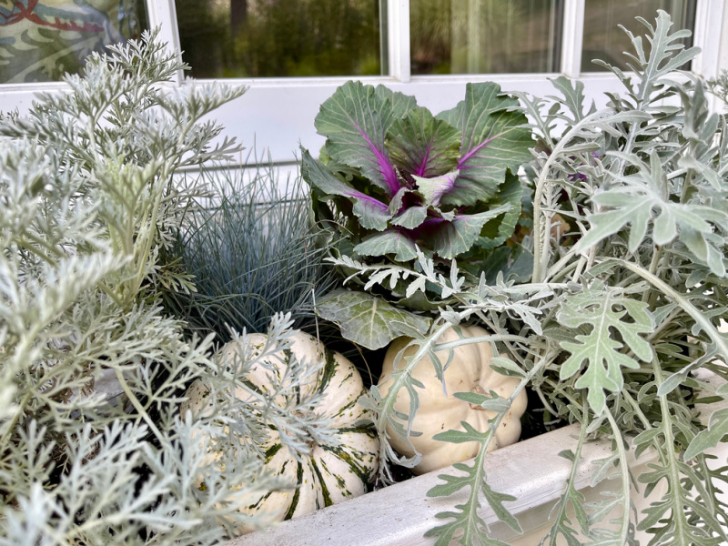 Window boxes planted with fall greens and pumpkins