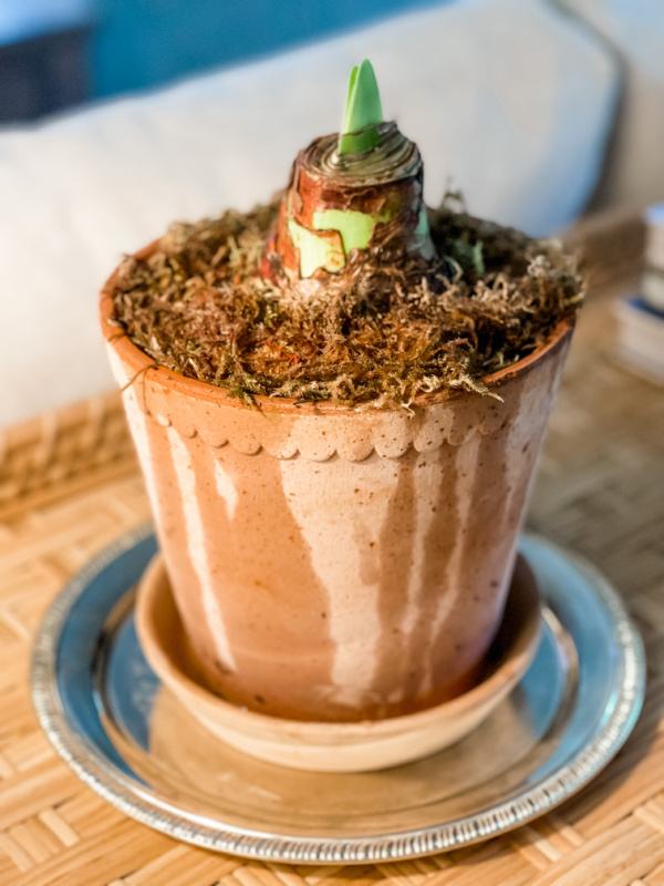 Amaryllis bulb planted in terra cotta pot.
