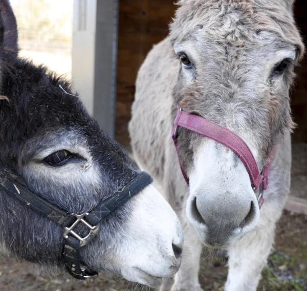 Two donkeys.