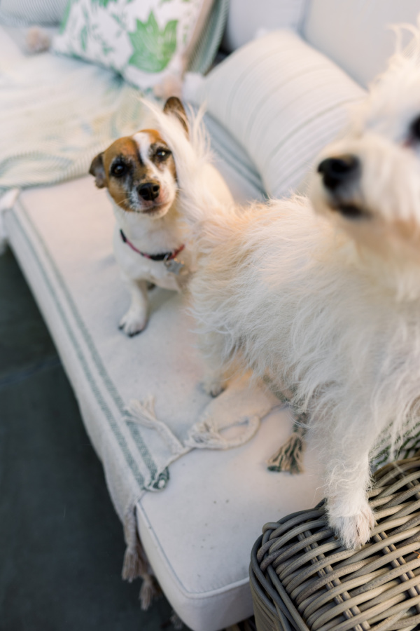 Two little white dogs on outdoor sofa.
