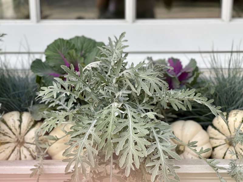 Window box filled with greenery and mini pumpkins.