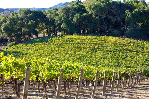 Silver Stag Winery Vineyards in Napa.