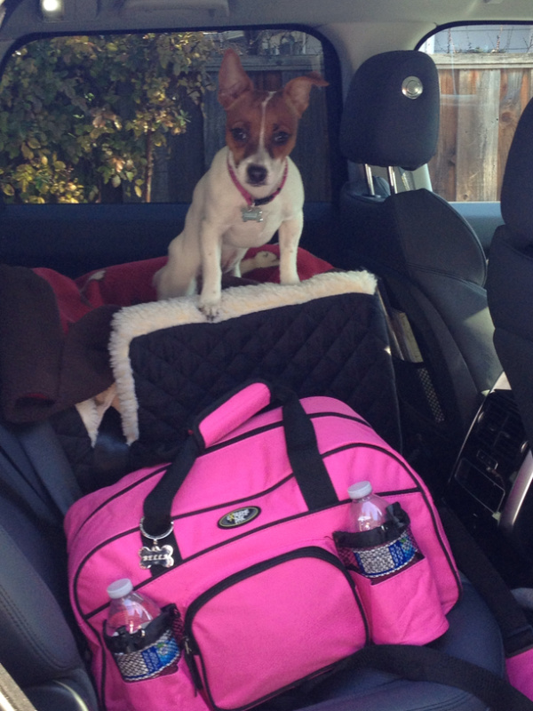 Dog in car seat ready for road trip.