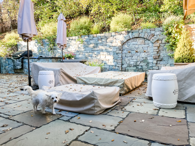 Little dog on California patio ready for winter.