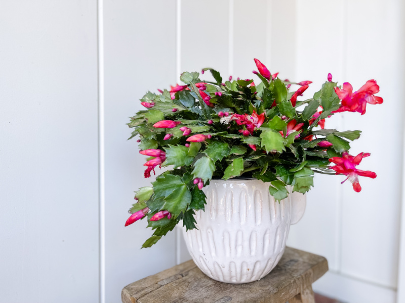 Christmas Cactus on a bench.