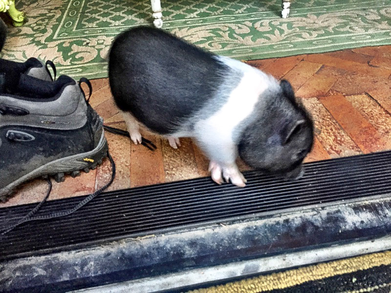 Banksy the piggy.