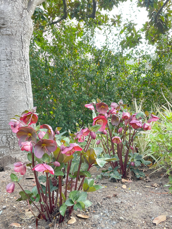Hellebores in the garden.