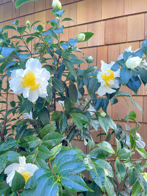 Camellias blooming in garden.