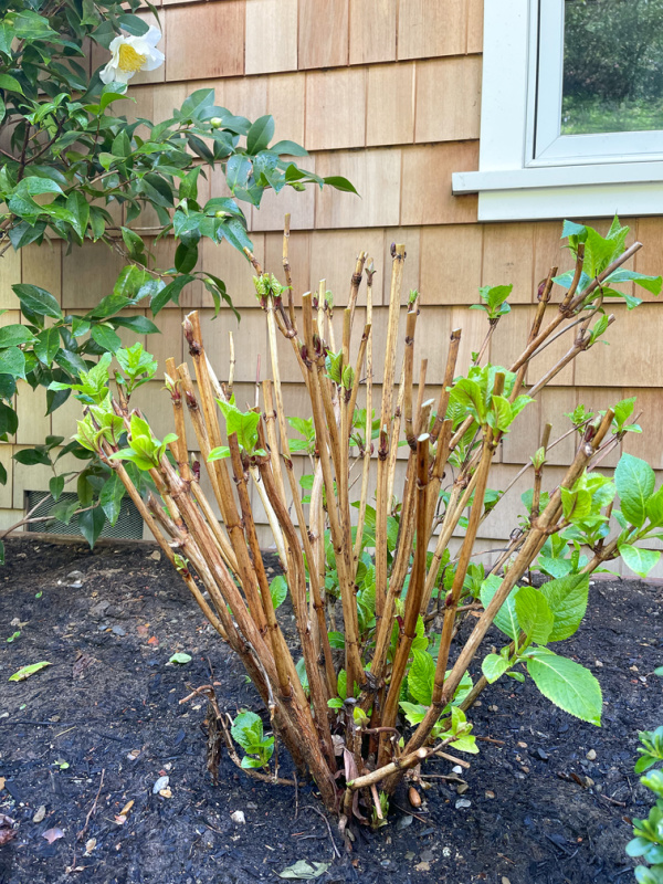 Hydrangea bush in spring.