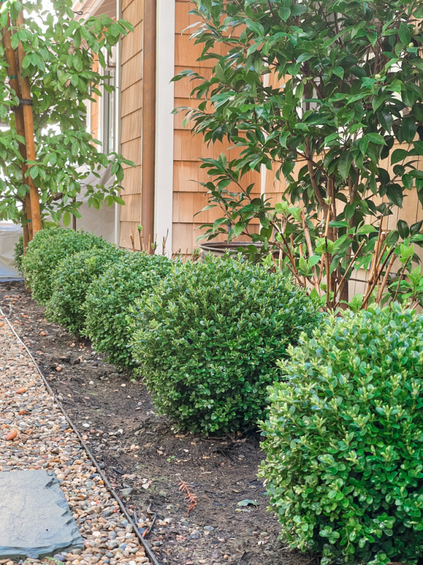 Boxwood balls in spring.