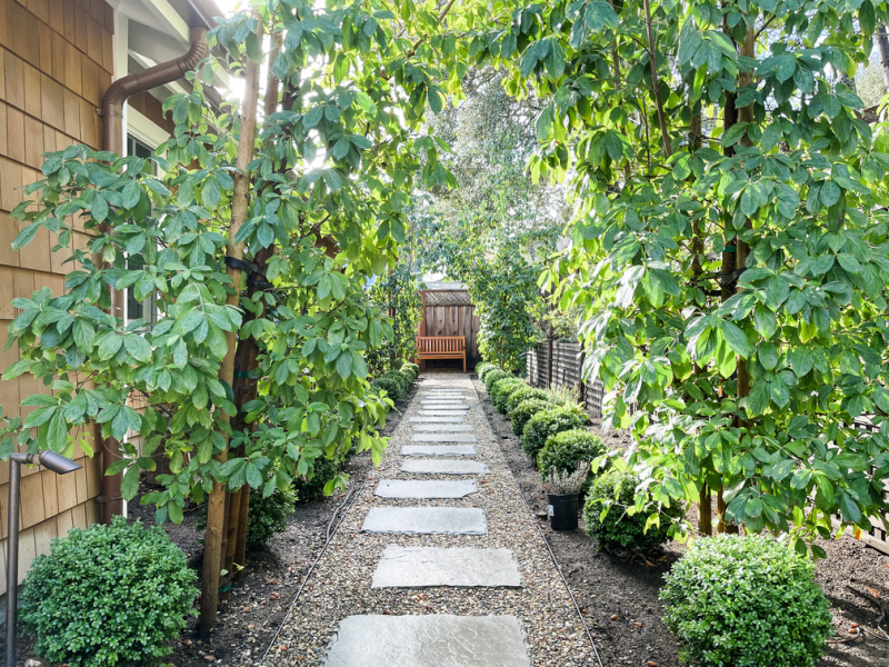 Boxwood path.