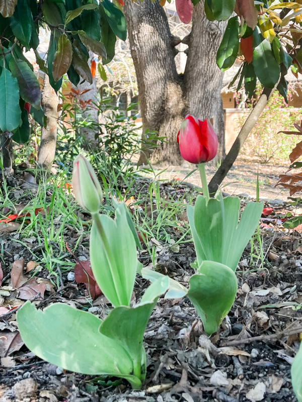 Wild Tulips along bike trail.