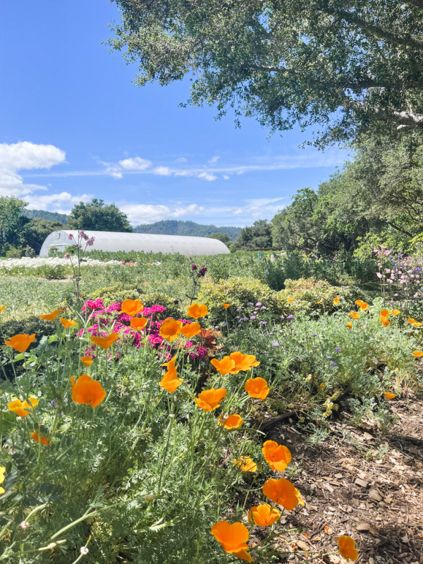 French Laundry garden.