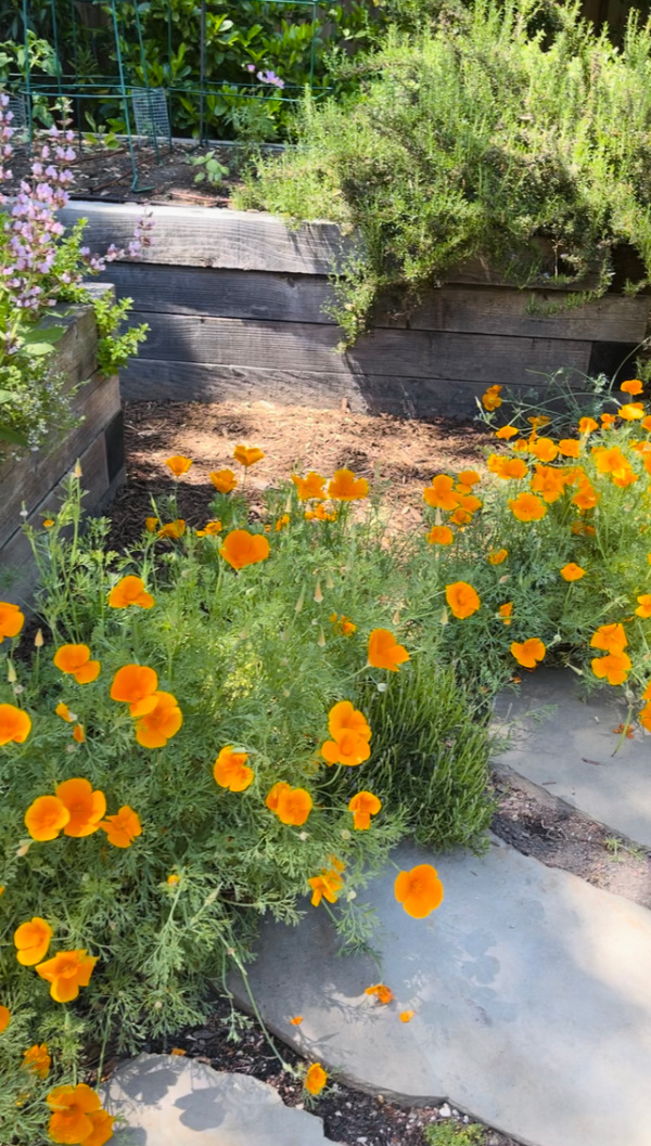 California poppies.