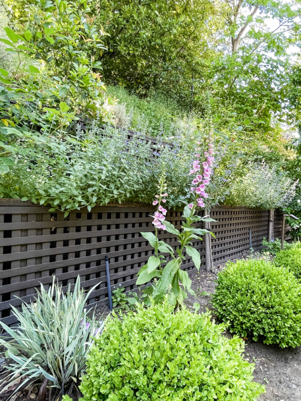 Purple foxglove in the garden.