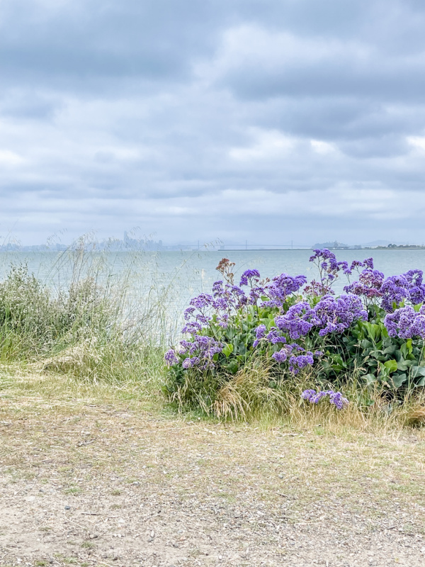 View from Alameda to San Francisco.