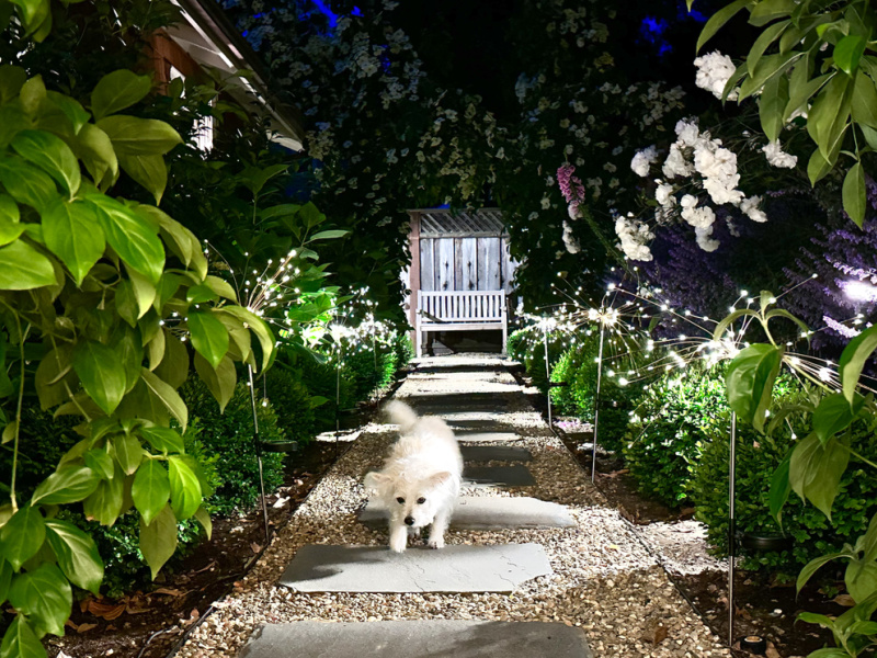 Little white dog walking up lighted garden path.