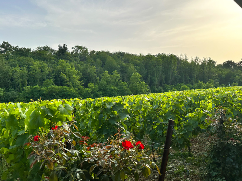 Vineyard at Ca' Del Bosco in Italy.