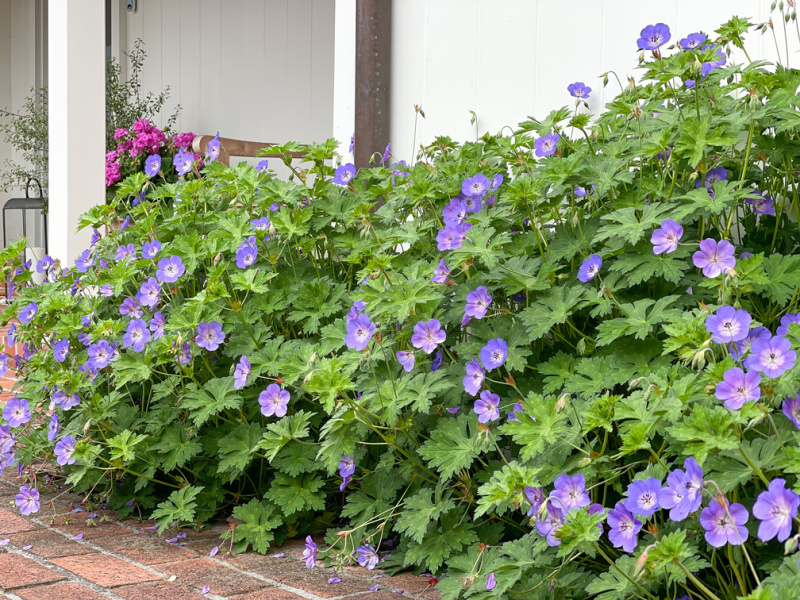 Purple flowers spilling onto brick patio.